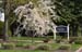 WhiteTree5