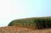 CornStalks013