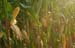CornStalks036