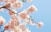PerrySpringBlooms36