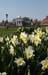 PerrySpringBlooms58