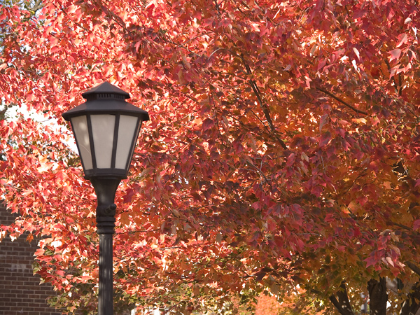 FallLeaves-063