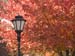 FallLeaves-063