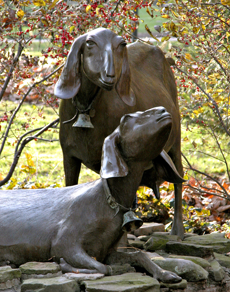 036NubianGoats9