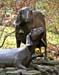 036NubianGoats9