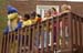 ACES-LabPreschool-09