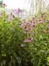 Flowers-TownsendHall_022