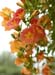 Flowers-TownsendHall_039