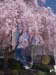 PinkTreeMainSt0141