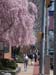 PinkTreeMainSt0146
