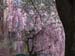 PinkWhiteTreesMainSt0145