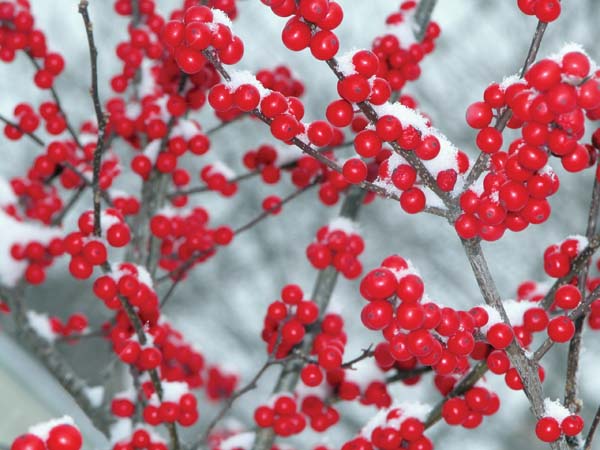 Red Berries-snow