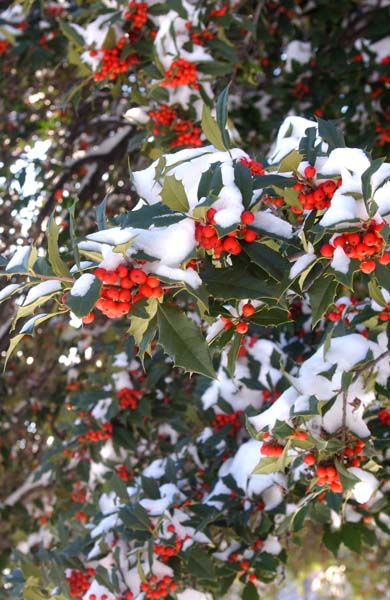 Snow-6Dec-18