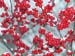 Red Berries-snow