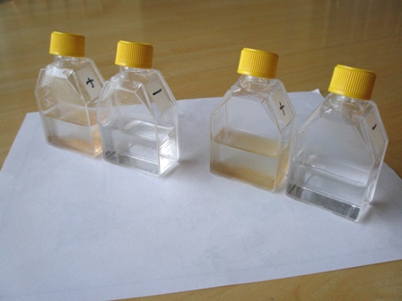 Experiment Results