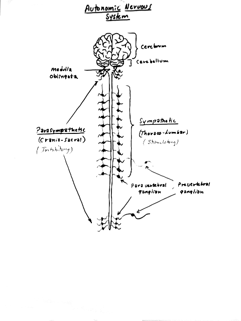 Lecture 7: Peripheral Nervous System