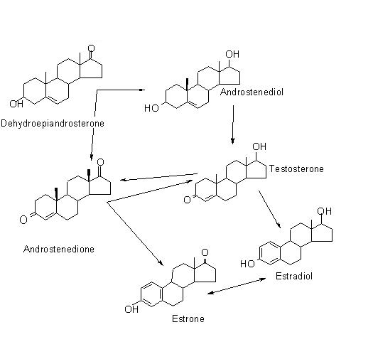 androstenedione