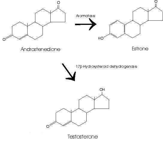 androstenedione