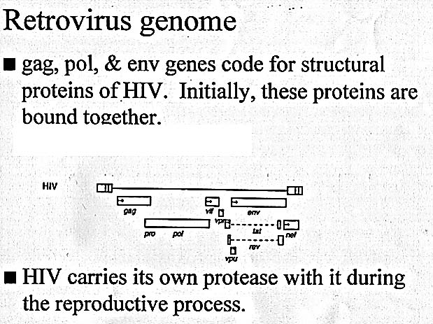 Figure of the HIV genome