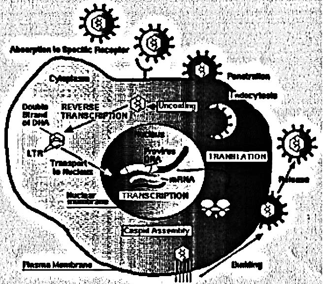 Figure of AIDS's attack on a cell