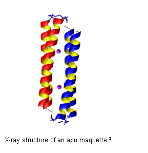 Text Box:  
X-ray structure of an apo maquette.2 
