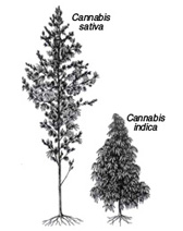 Illustration of plants