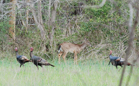 DSC_0012-crop
