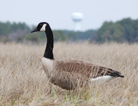 DSC_0027-crop