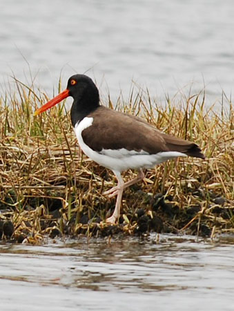 DSC_0060-crop