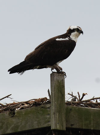 DSC_0076-crop