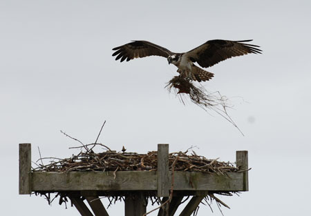 DSC_0080-crop