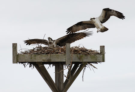 DSC_0082-crop