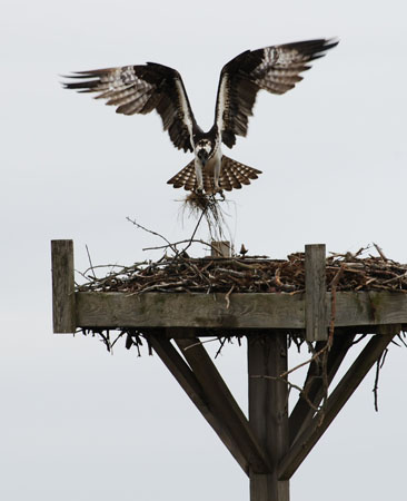 DSC_0089-crop