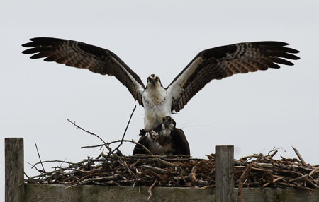 DSC_0094-crop