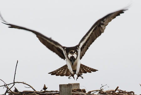 DSC_0102-crop