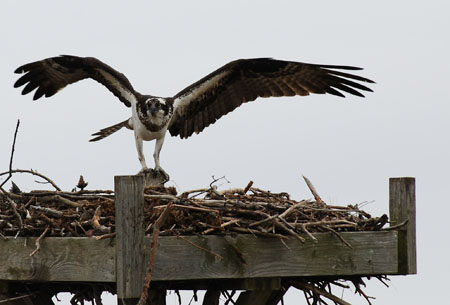 DSC_0103-crop