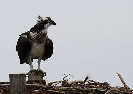 DSC_0105-crop