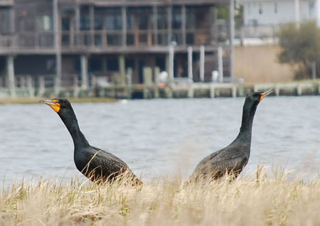 DSC_0113-crop