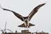 DSC_0102-crop
