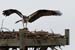 DSC_0103-crop