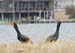 DSC_0113-crop