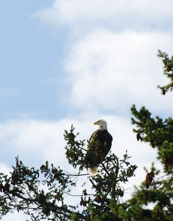 DSC_1011-crop