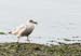 DSC_1018-crop