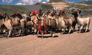 Llamas de Arequipa