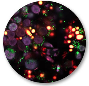 Bioimaging Image