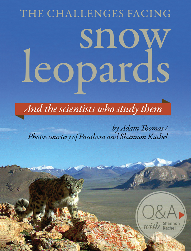 The challenges facing snow leopards