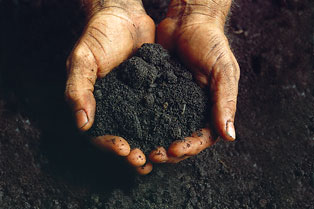 dirt in hands