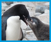 image penguins