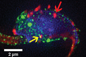 The green signal shows the presence of the “calcium clearance pump,” used by sperm to reduce calcium levels quickly. The red arrow shows an oviductosome without the pump, while the yellow arrow shows one carrying the pump, as the green signal merges with the red to give a yellow coloration.
