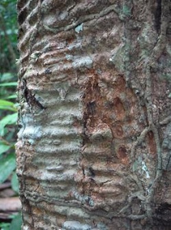 Scarred rubber tree